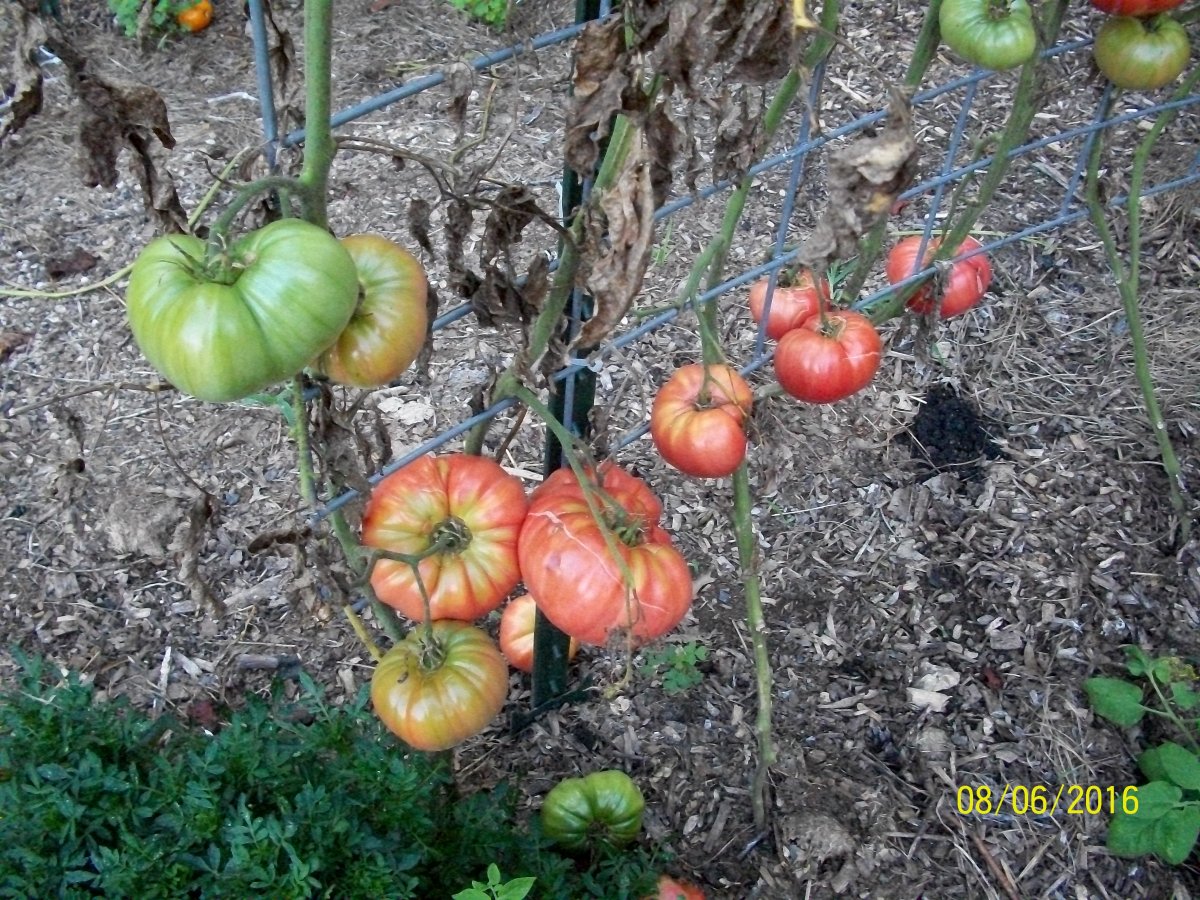 100_4775.jpg