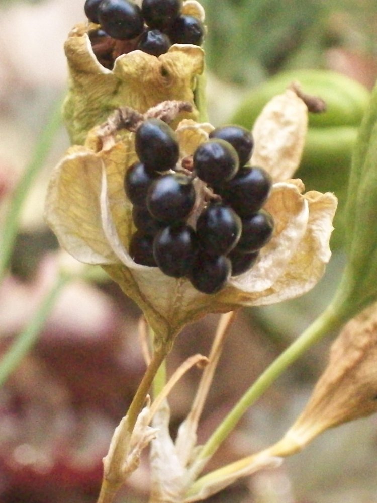 100_4878.JPG