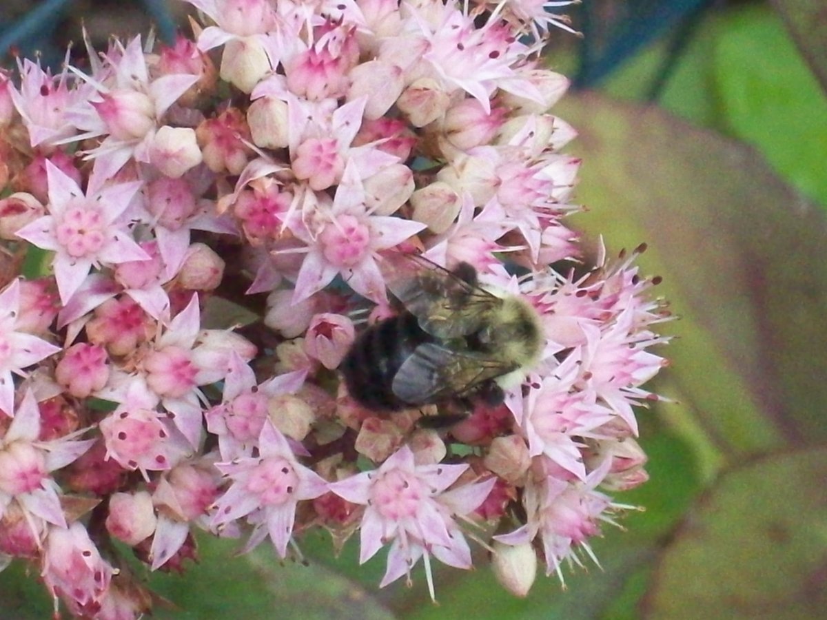 100_4963.JPG