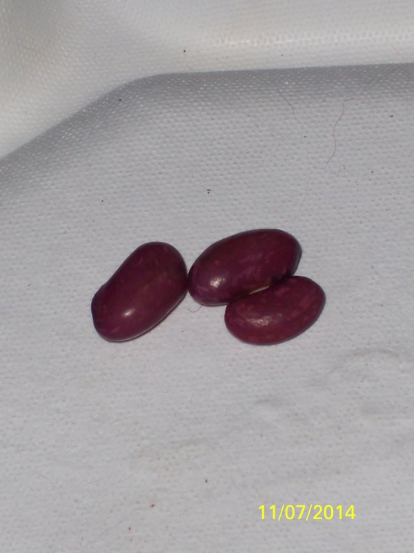 100_4980.JPG