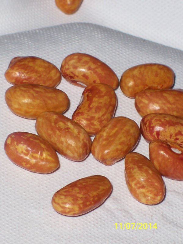 100_4990.JPG