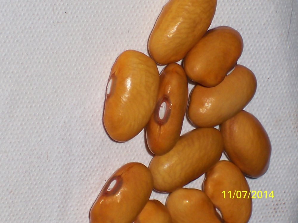 100_4991.JPG