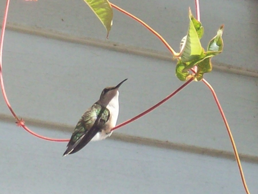 100_5023.JPG