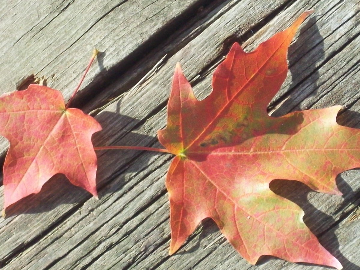 100_5132.JPG