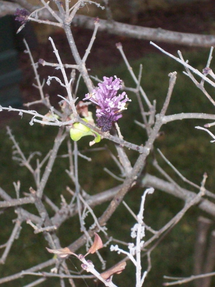 100_5319.JPG