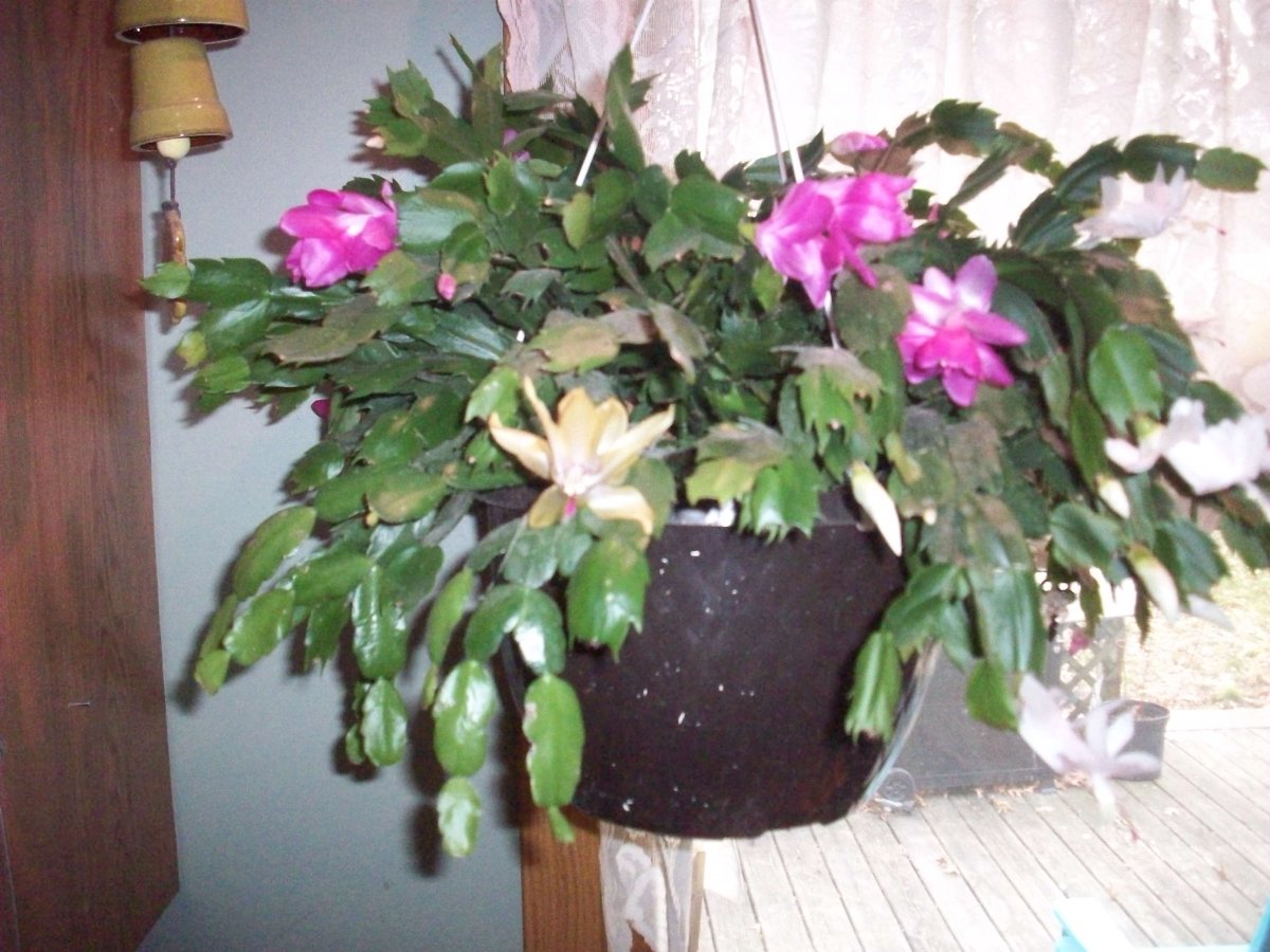 100_5335.JPG