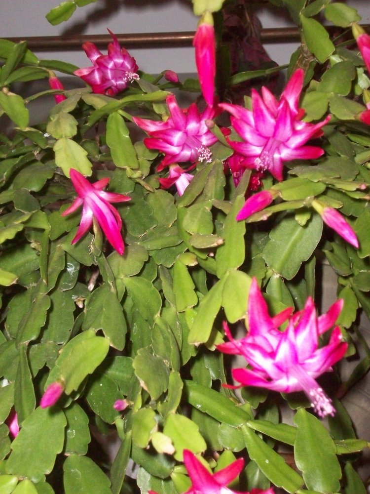 100_5445.JPG