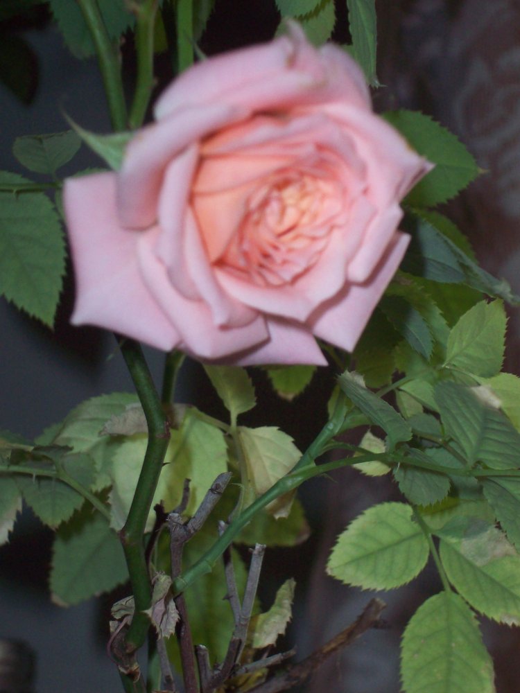 100_5757.JPG