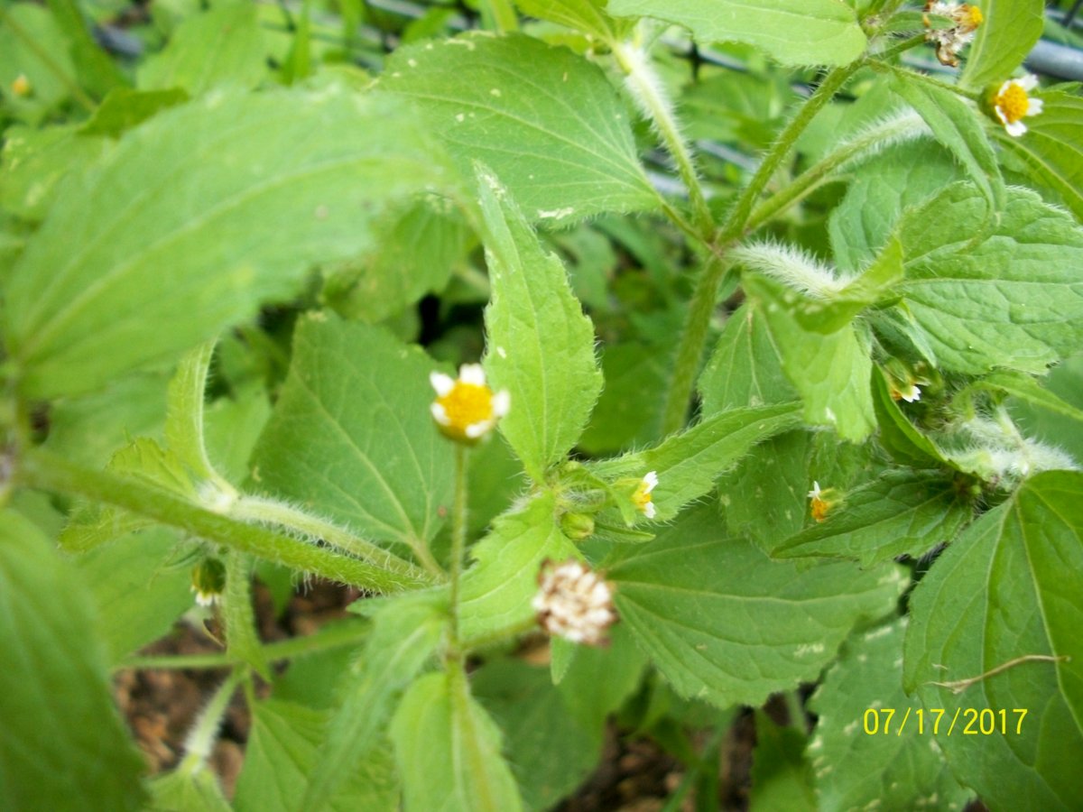 100_5924.JPG