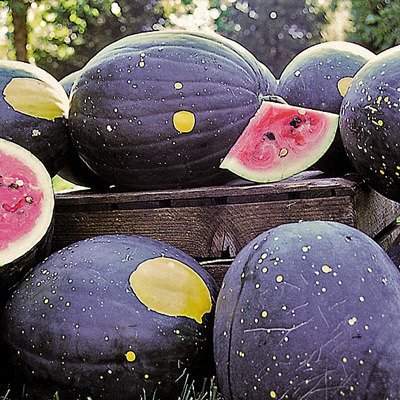 10726_6874_large.jpg