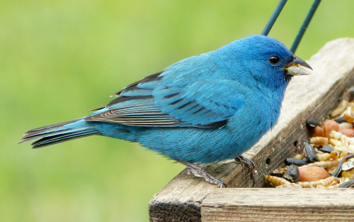 117-Indigo-Bunting-male_22Apr2017-500x313.png