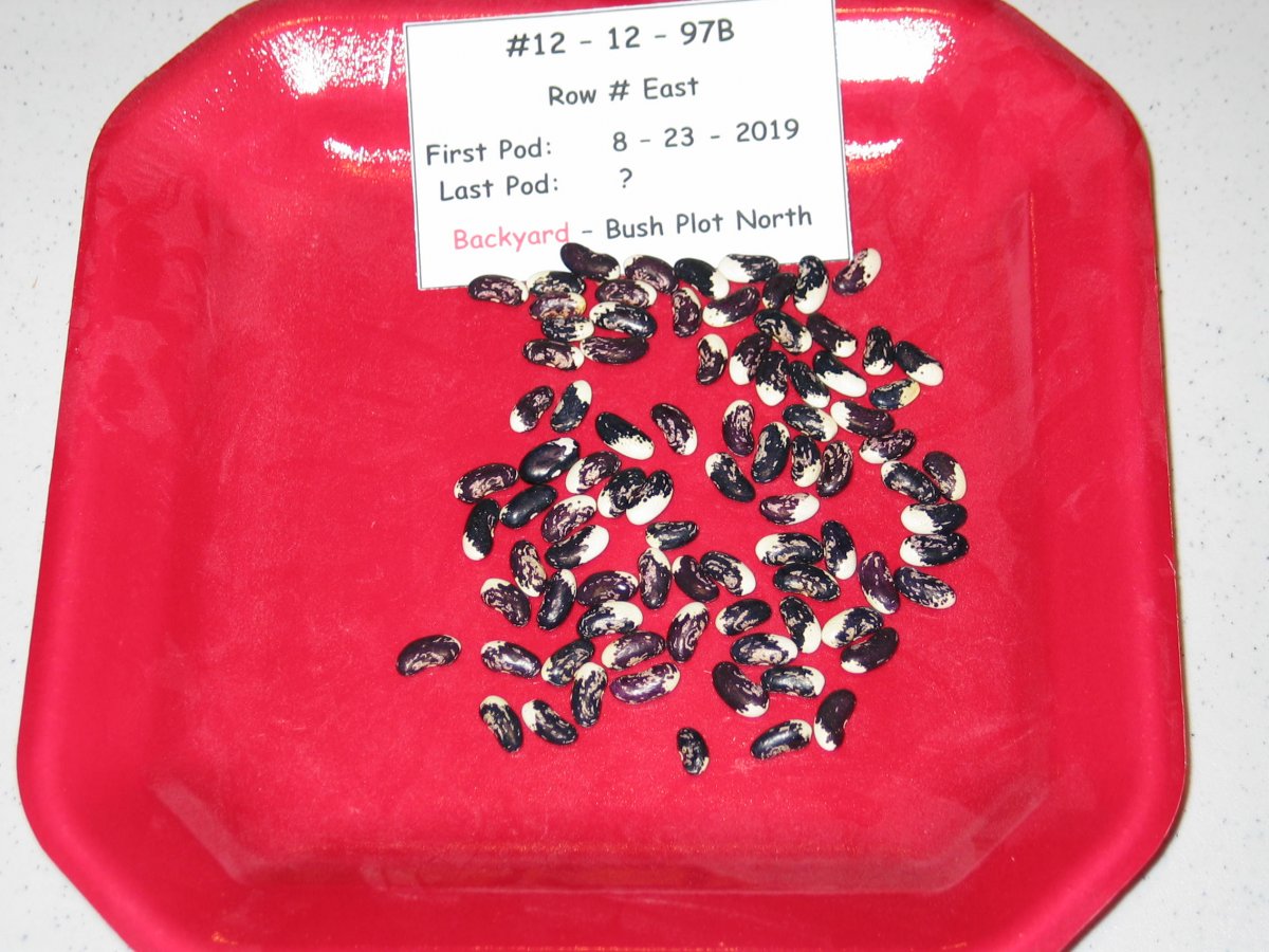 #12-97-97B Tray - 1.15.JPG