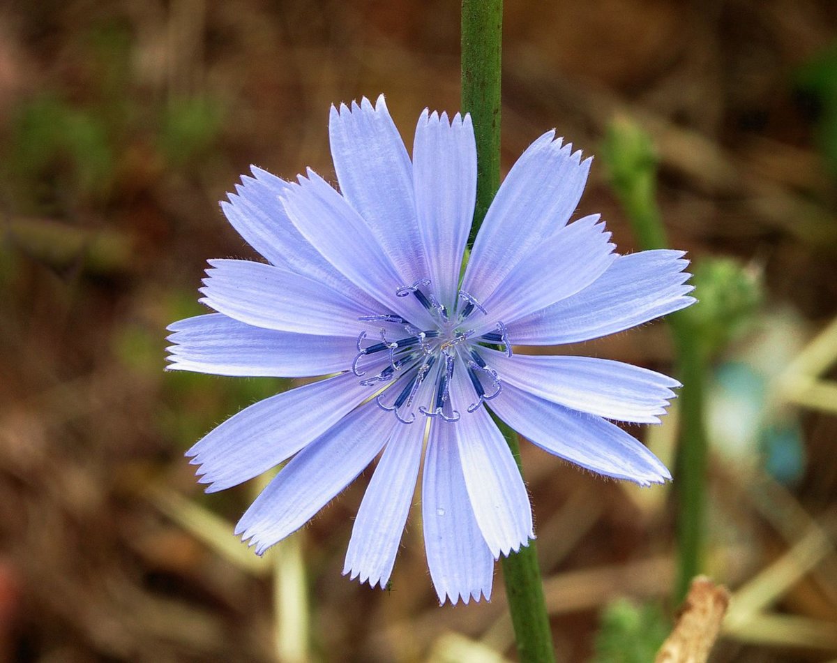 1280px-Cichorium_intybus-alvesgaspar1.jpg