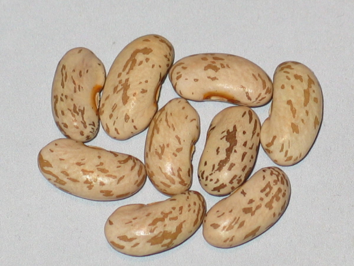 #14 - 97B- #2-Skunk River Pinto.jpg