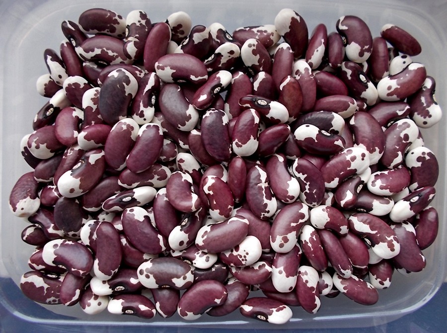 1500 Year Old Cave Bean.jpg
