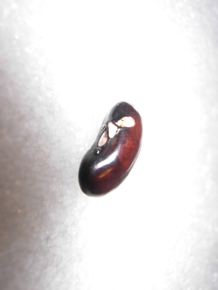 #16 Germinated on the 22nd started Apr 14th.JPG