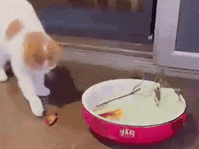 1745950410087.gif
