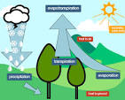 Trees Can Help Cool the Environment | Plants And Animals
