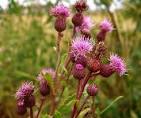 Invasive Species Spotlight: Canada Thistle | Rice Soil and ...