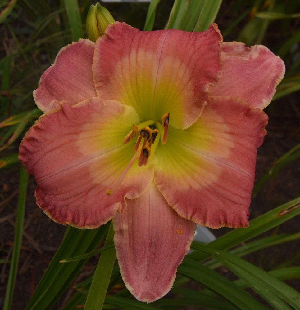 1834 seedling teg.jpg