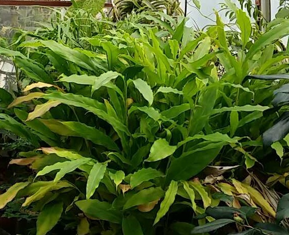 1greenhouse1.jpg
