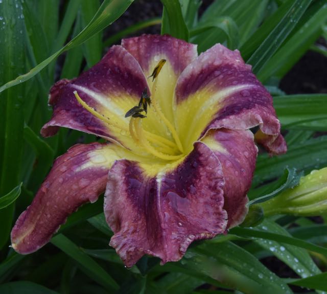1st daylily teg.jpg