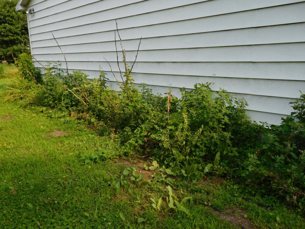 1st shot of the cleanup, tomato bed, 06-01-19.jpg
