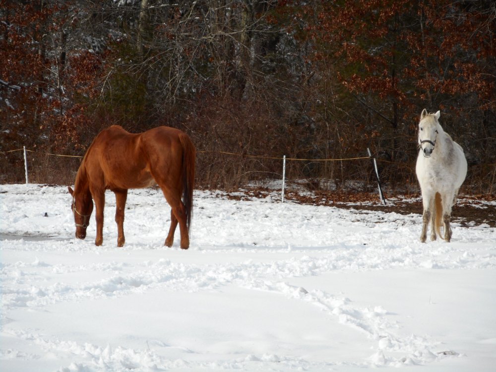 2 horses in snow.jpg