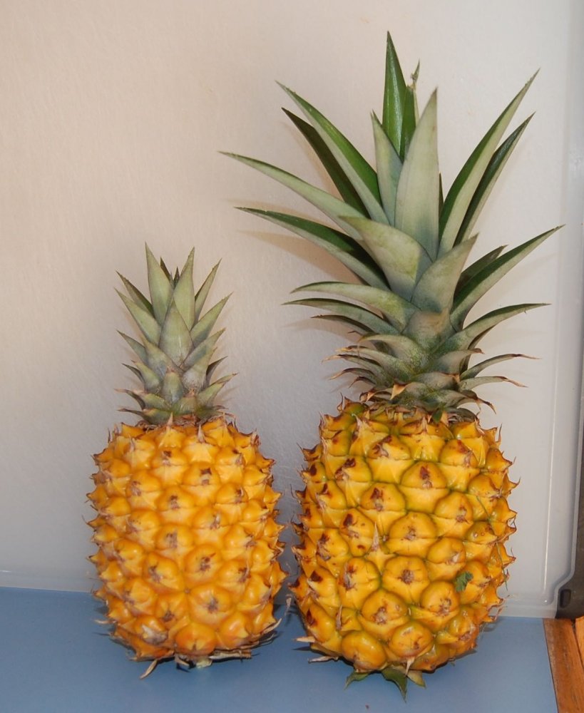 2 pineapples.jpg
