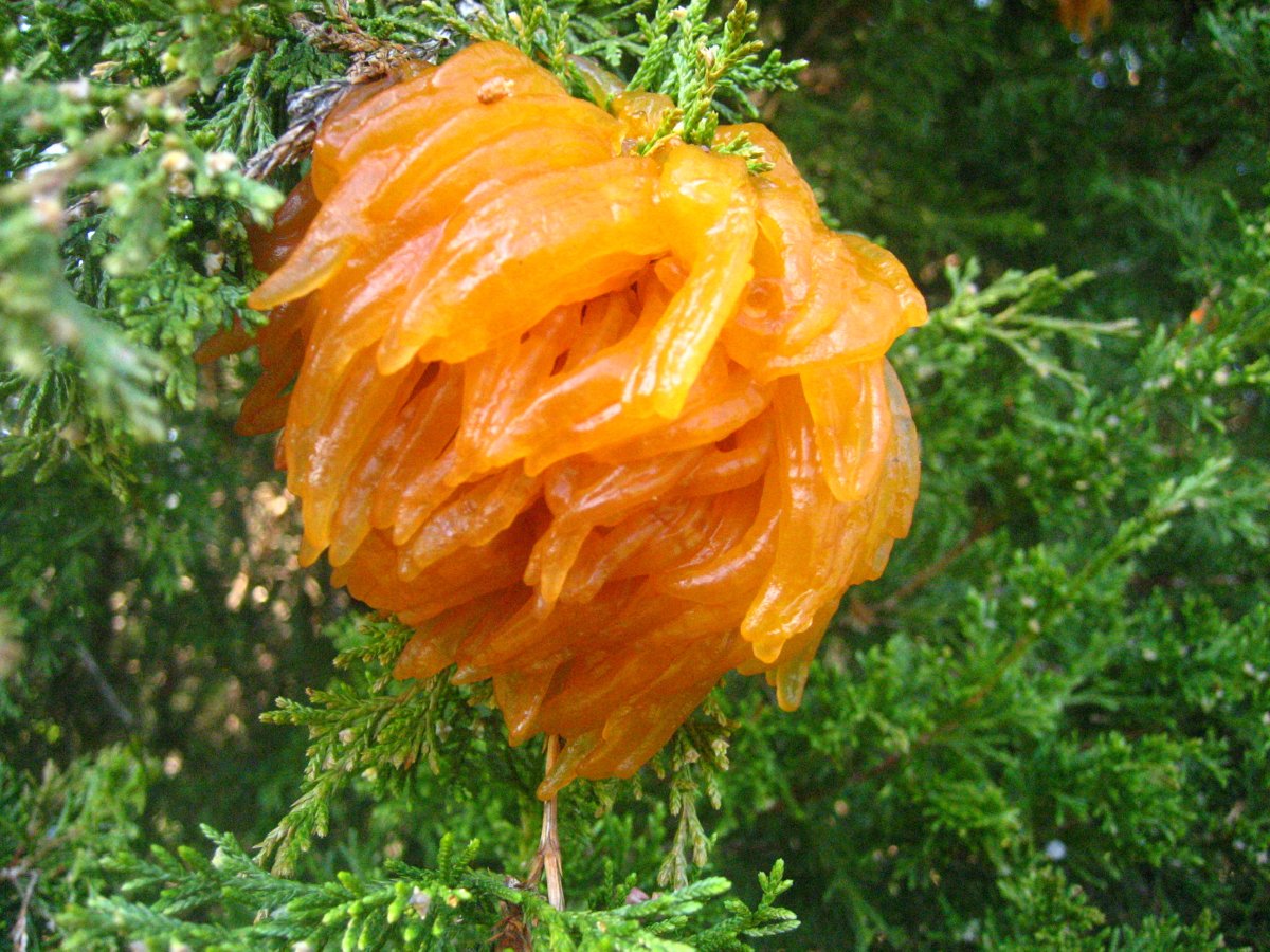 20080502015617!Cedar-apple_rust_2.jpg