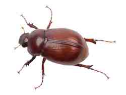 20100415-june-bug.jpg