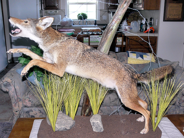 2010_Coyote_1.jpg