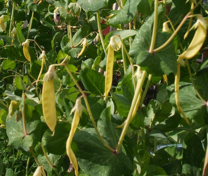 2011 yellow podded mangetoutes.jpeg