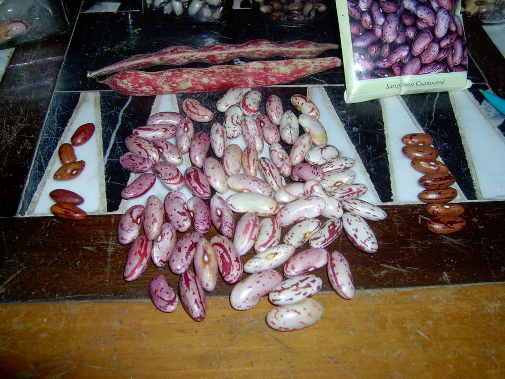 2014 Candy 1.JPG