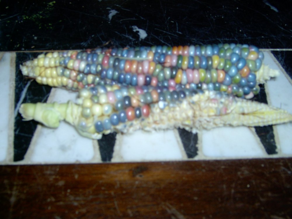 2014 Glass Gem Corn 1.JPG