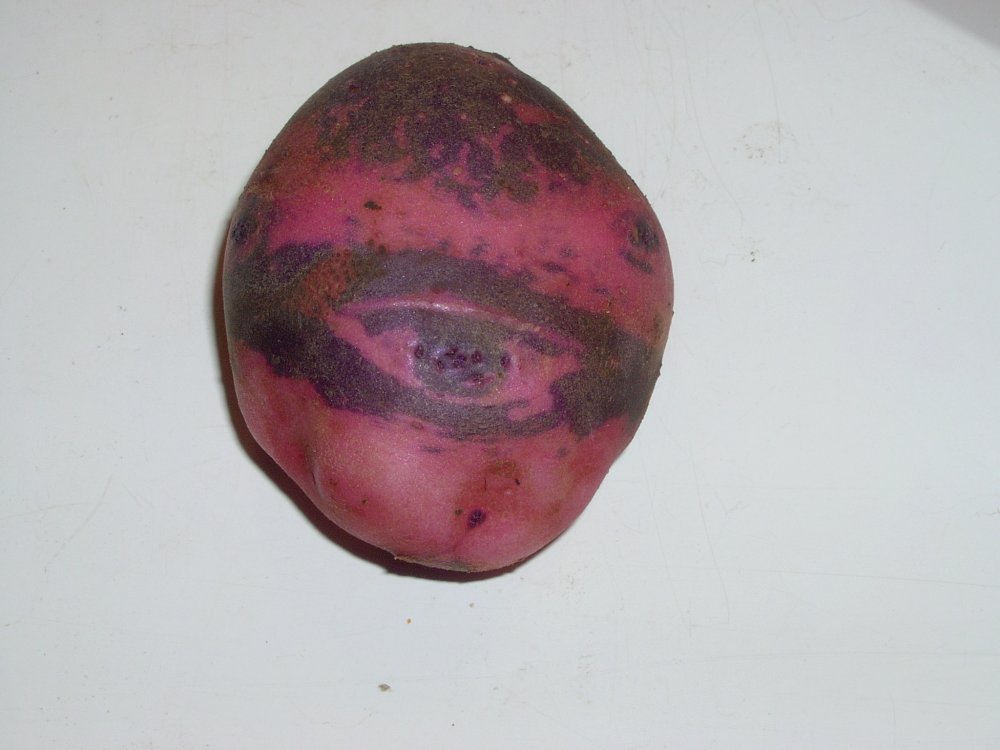 2014 Purple Viking Potato.JPG