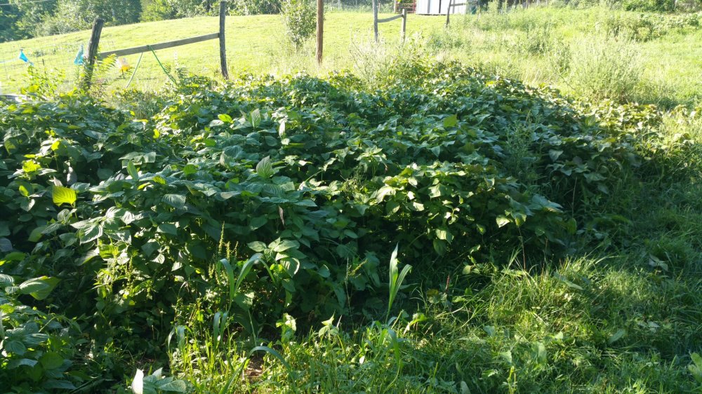 2015-08-08 20.57.23.jpg