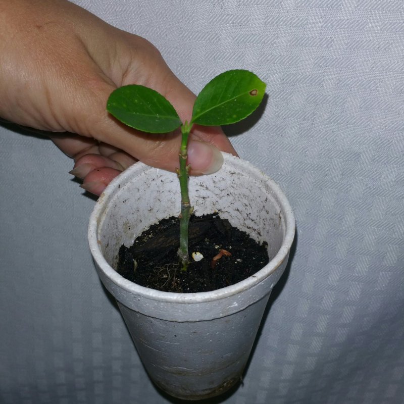 2015-10-12 16.07.24.jpg