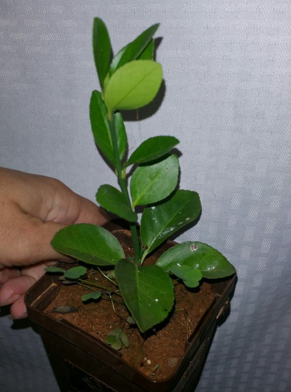 2015-10-12 16.07.35.jpg