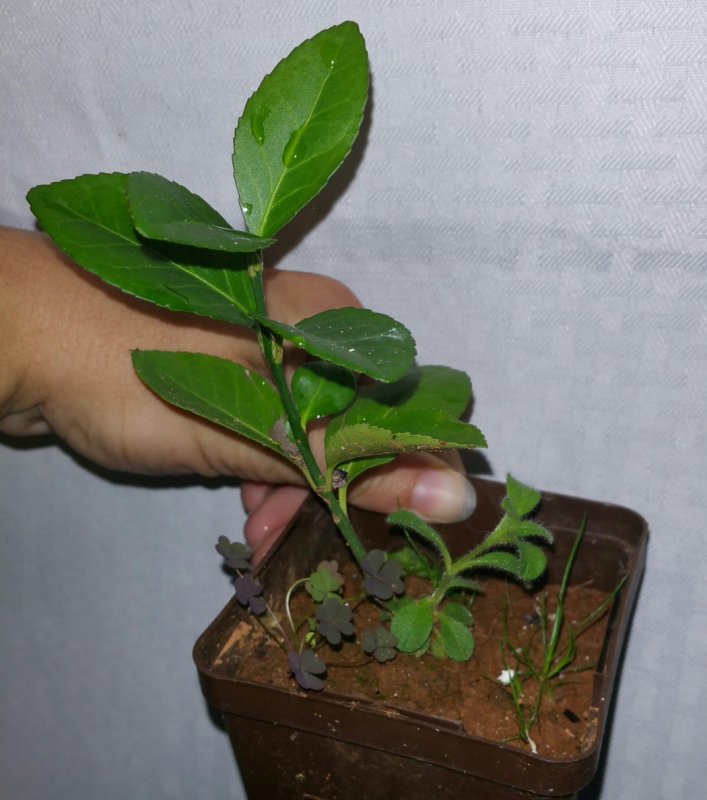 2015-10-12 16.07.45.jpg