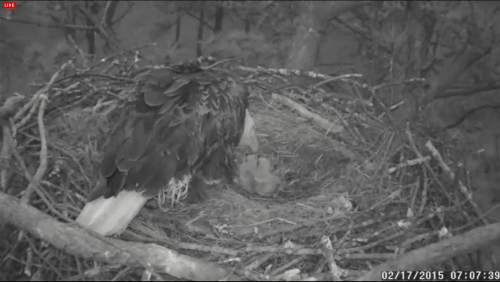 2015-2-17_eaglets1.jpg