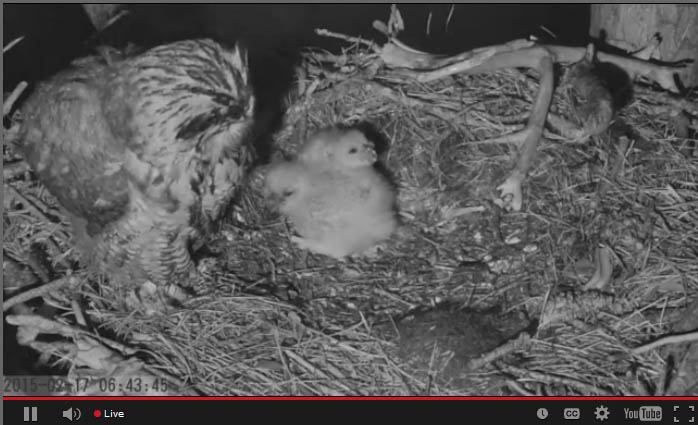 2015-2-17_owls1.jpg
