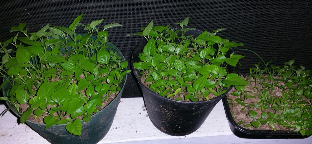 20150715_234800-1.jpg