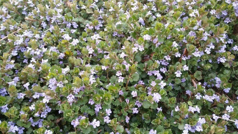 2016-04-04 17.04.29.jpg