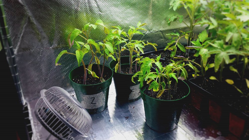 2016 tomatoes 2.jpg