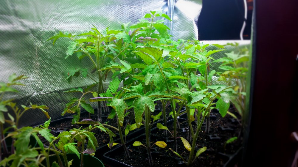 2016 tomatoes.jpg