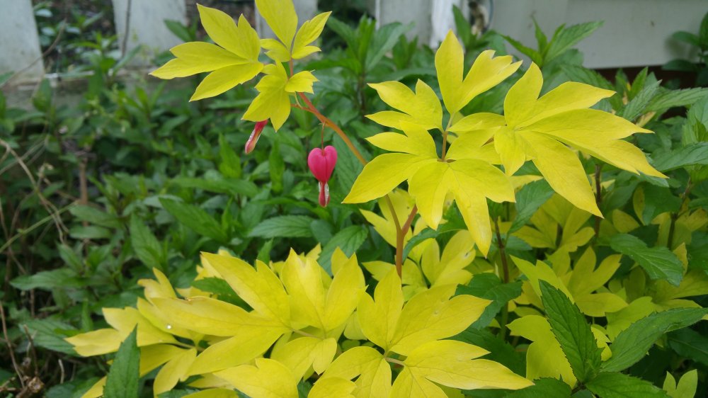 20160523_180527.jpg