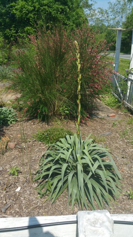20160527_110645.jpg
