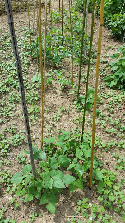 20160805_123631.jpg
