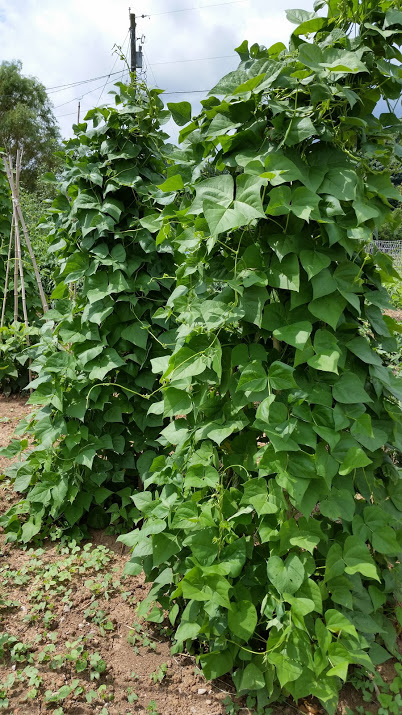 20160805_123653.jpg